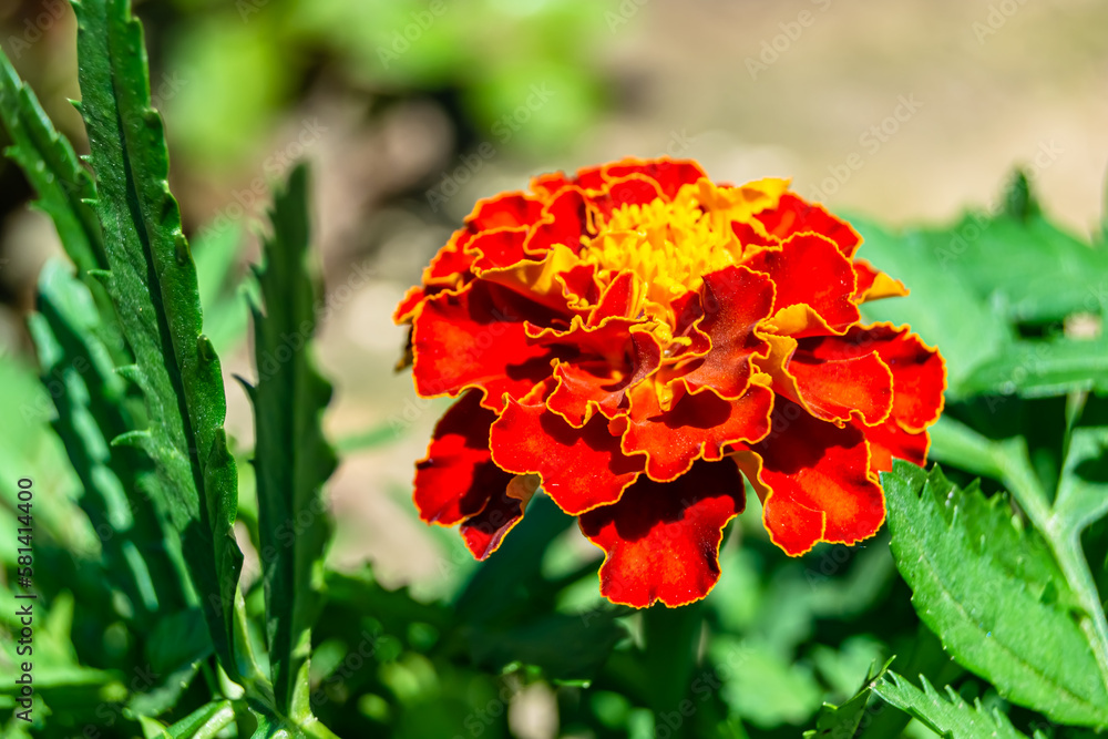Fine wild growing flower marigold calendula on background meadow