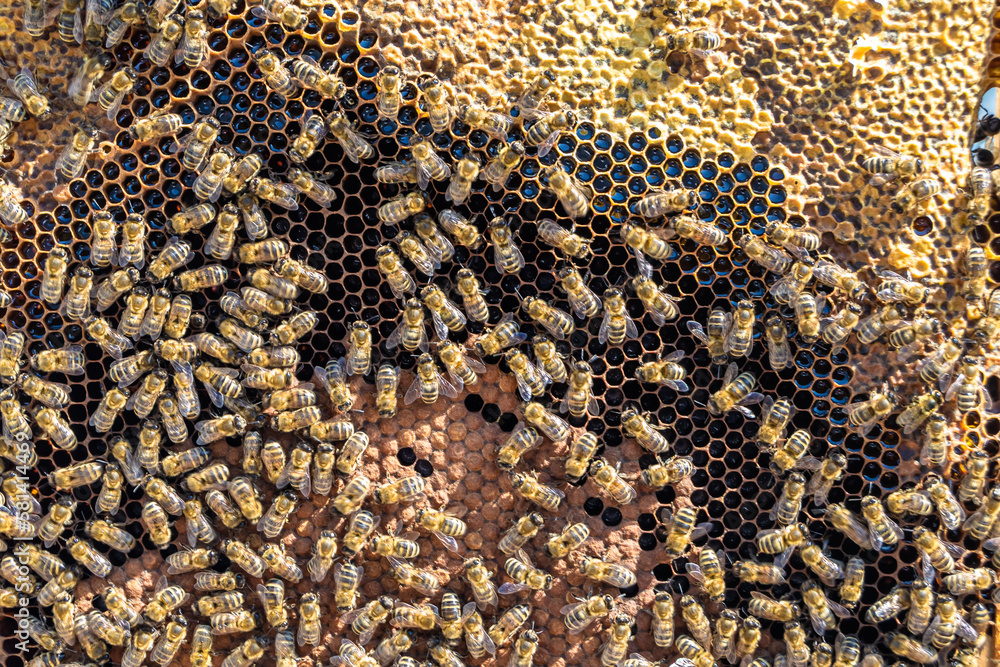 Abstract hexagon structure is honeycomb from bee hive filled Abstract hexagon structure is honeycomb from bee hive filled