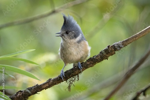 Grey Crested Tit