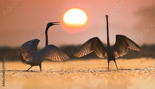 Sunrise with birds Dance  photo