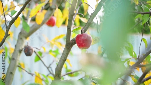 Late red apples hang on a tree in autumn. Smooth camera movement through the autumn garden