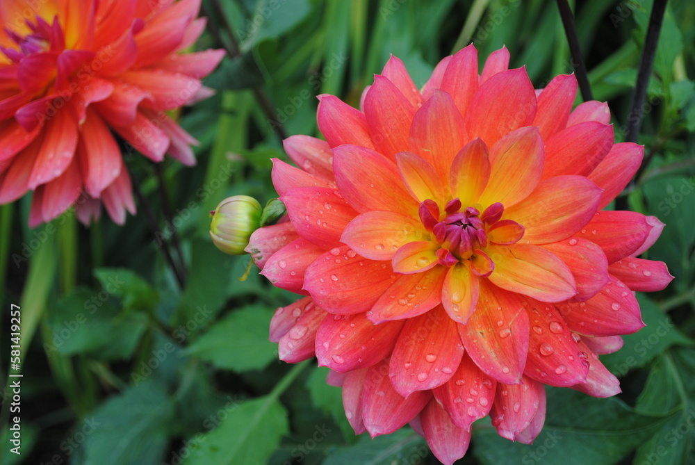 Close Up of Red, Orange, Yellow, Pink Dahlia Bloom wet with Raindrops Close Up of Red, Orange, Yellow, Pink Dahlia Bloom wet with Raindrops