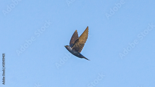 Adult male Purple Martin - Progne subis - in flight in north Florida.  Under wing feather detail visible photo