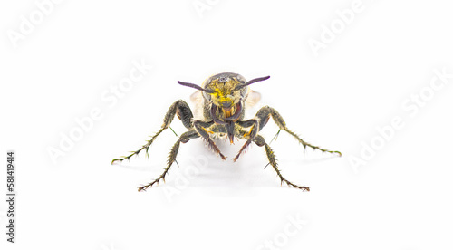hairy footed scoliid wasp - Dielis pilipes - isolated on white background. front view of face