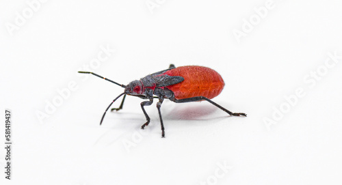 Jadera haematoloma - the red shouldered, goldenrain tree, or soapberry bug juvenile nymph