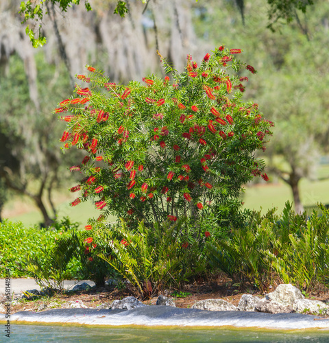 Fényképezés Red bottlebrush - Callistemons citrinus - shrub or bush in full bloom at a park in North Florida