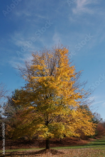 Single Gold Colored Tree in Fall