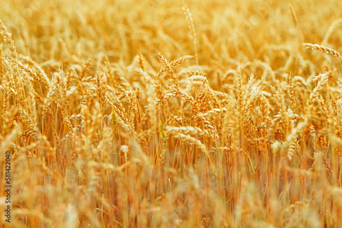 Background of ripening ears of wheat on field and sunlight. Selective focus  blurred backdrop as copy space. Yellow ripe wheat  good harvest in agricultural field  autumn. Crops field grain