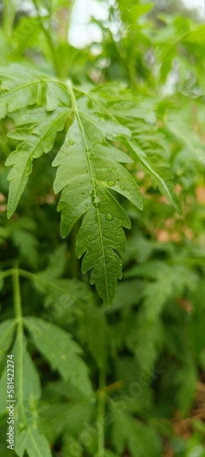 close up of green leaves of nettle