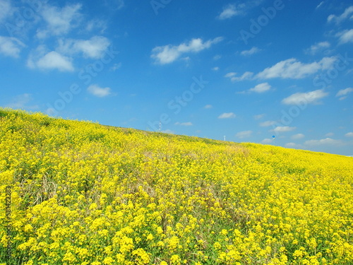 菜の花満開の春の江戸川土手と青空風景 © smtd3