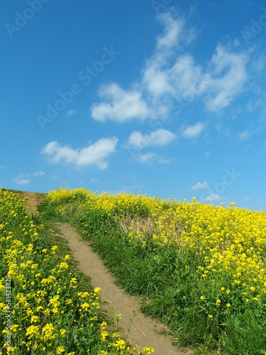 Fototapeta Naklejka Na Ścianę i Meble -  菜の花満開の春の江戸川土手と自然にできた坂道と青空風景
