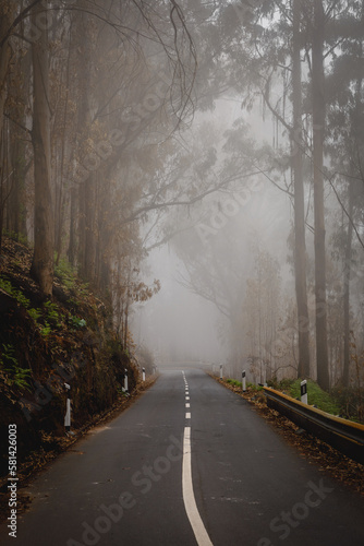 Mysterious foggy asphalt road through the forest.