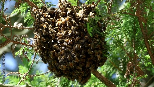 Wild honeybee swarm in sunlight hangs from tree photo
