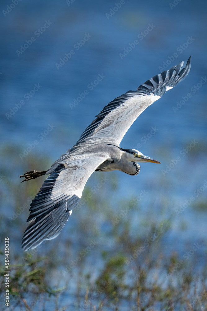 Grey heron glides over water in sunshine Grey heron glides over water in sunshine