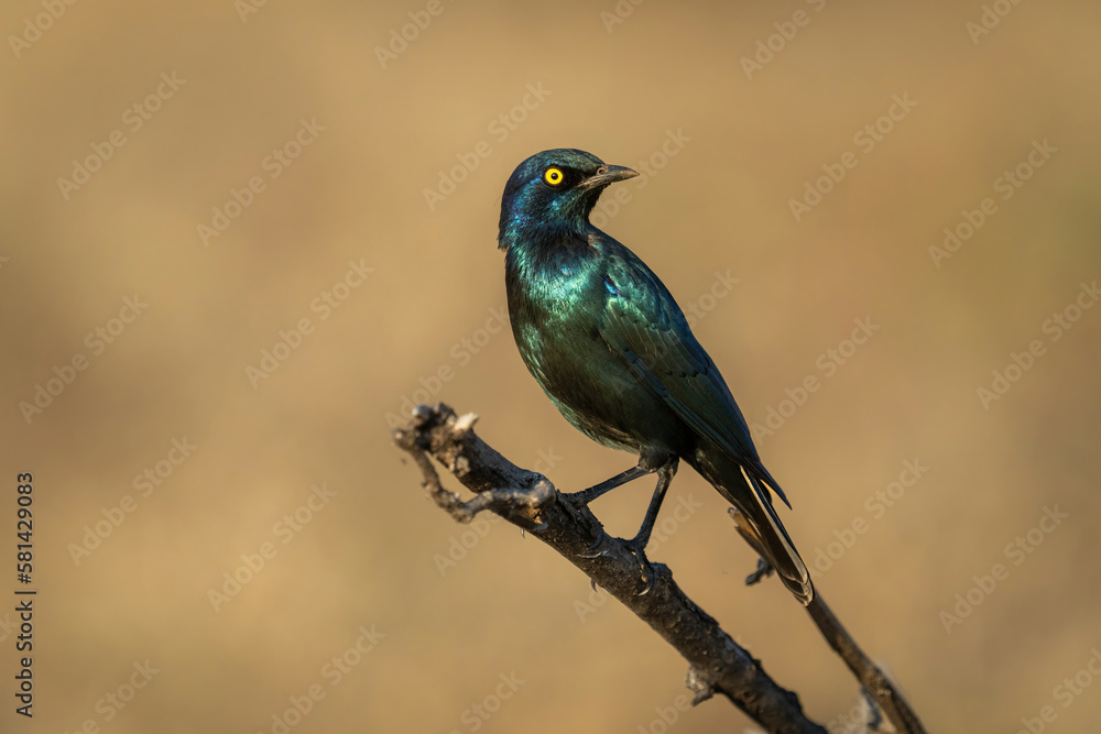 Greater blue-eared starling turning round on branch