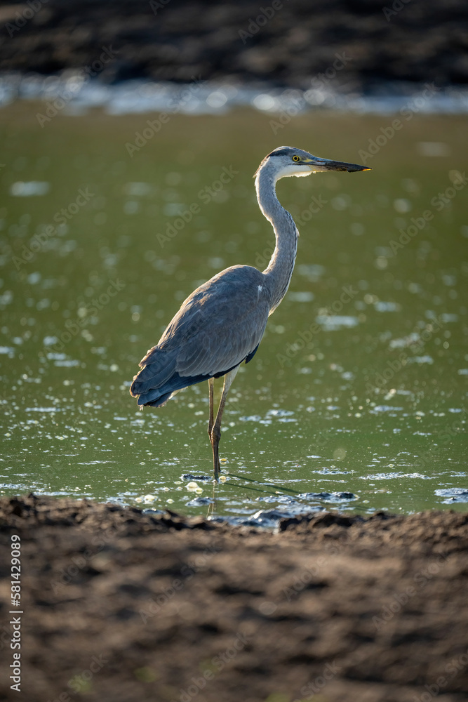 Fototapeta premium Grey heron stands in waterhole watching camera