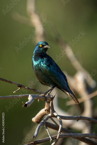 Greater blue-eared starling turning head on tree