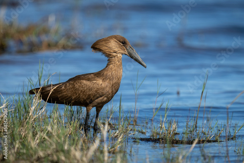 Fototapeta Hamerkop in profile in shallows with catchlight