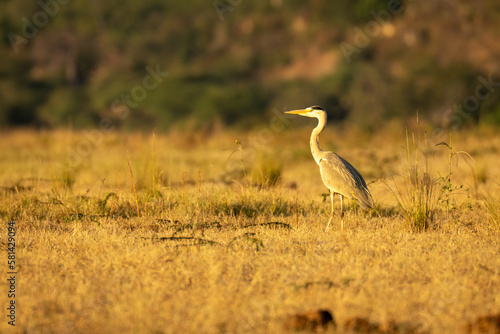 Grey heron on grass in golden light