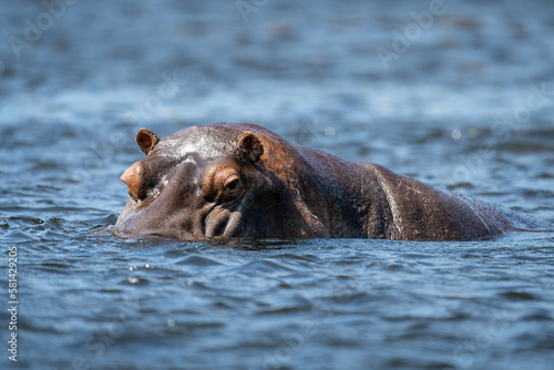 Hippo stands in river looking at camera