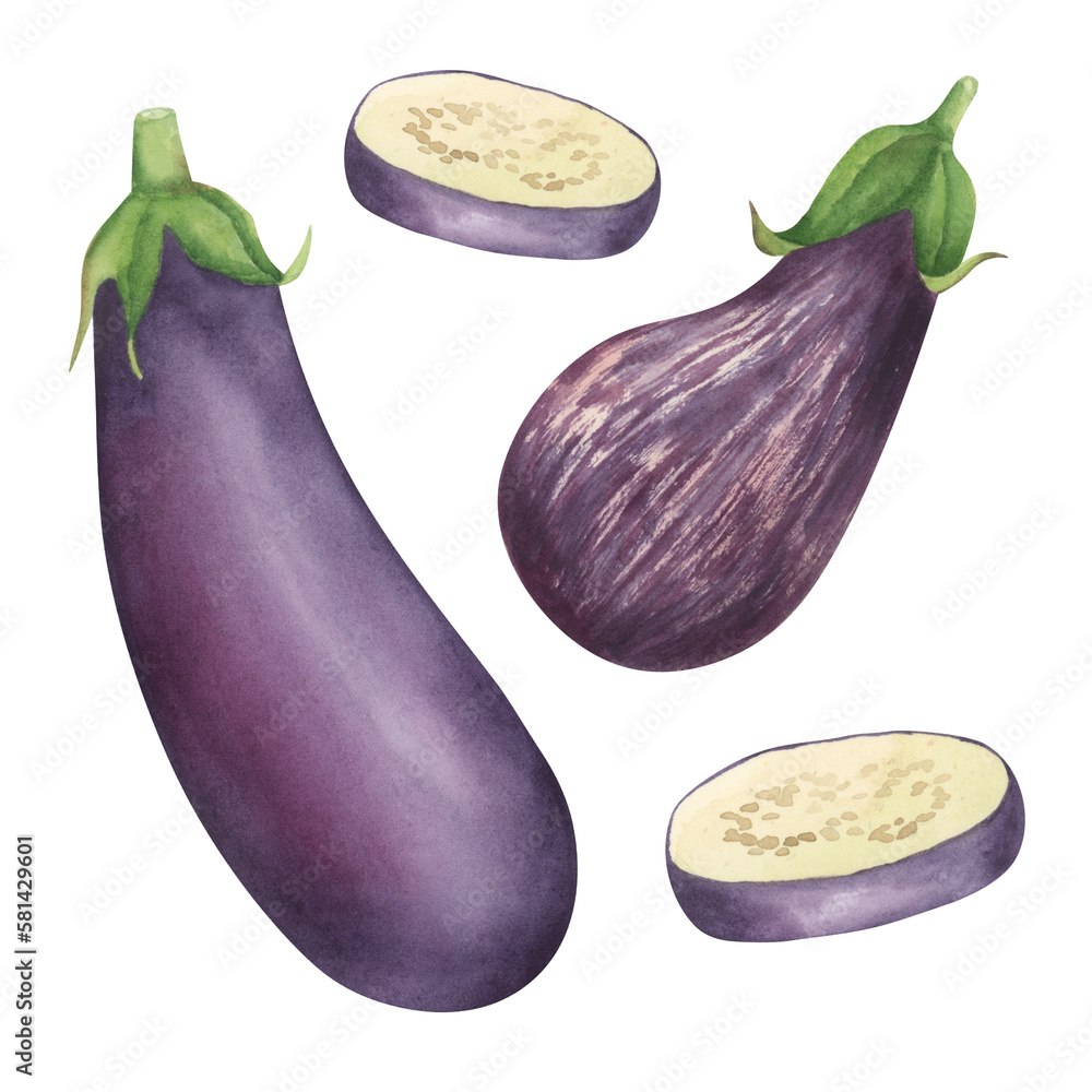 Eggplant watercolor illustration. Food hand drawn clipart collection