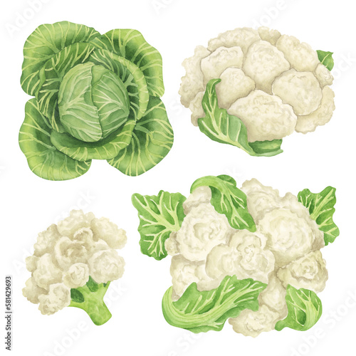 Fototapeta Naklejka Na Ścianę i Meble -  Cabbage and cauliflower watercolor illustration. Food hand drawn clipart collection. Botanical elements clipart set. Kitchen art.