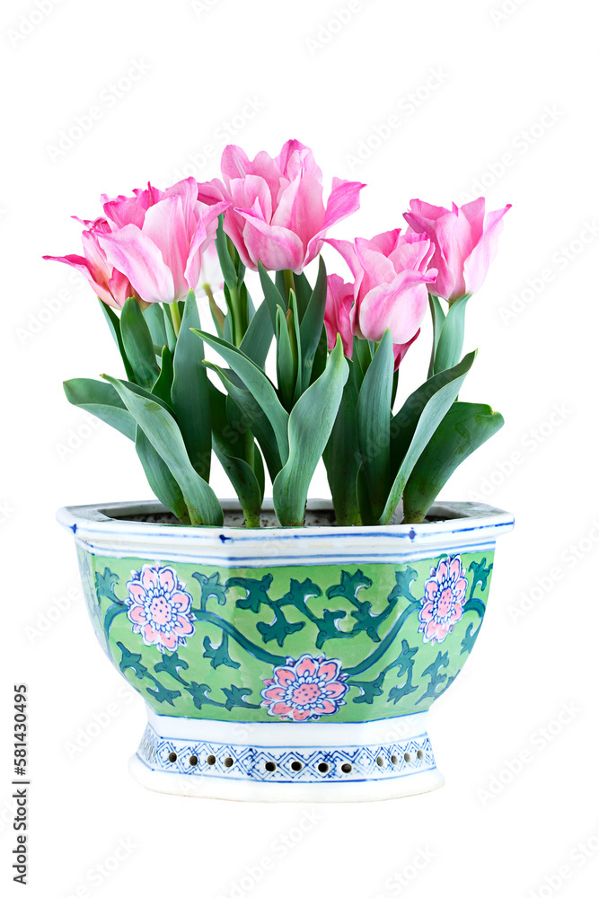 Pink tulips in vintage ceramic hand painted pot, isolated on white