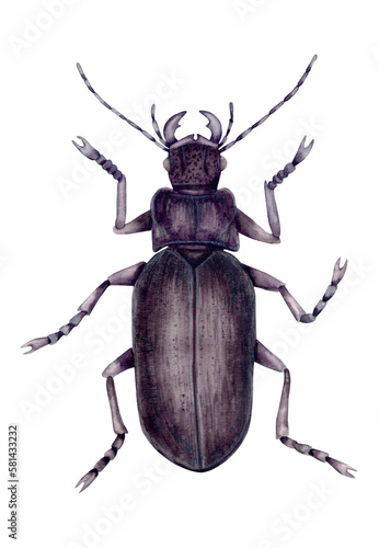 Large carabus garden beetle in black. Hand-drawn watercolor illustration isolated on white background. The insect is a rigid-winged beetle seen from above.