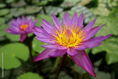 Violet water lily (Nymphaea colorata) with a beautiful flower on the water in a botanical garden pond. Close-up view of floral aquatic plant in bloom with large green leaves and bright flowers.