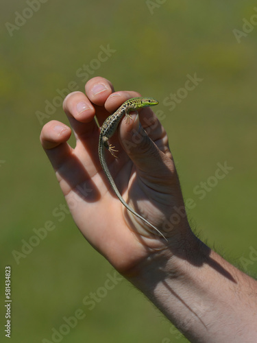 Man holding lizard in hand with blurred background