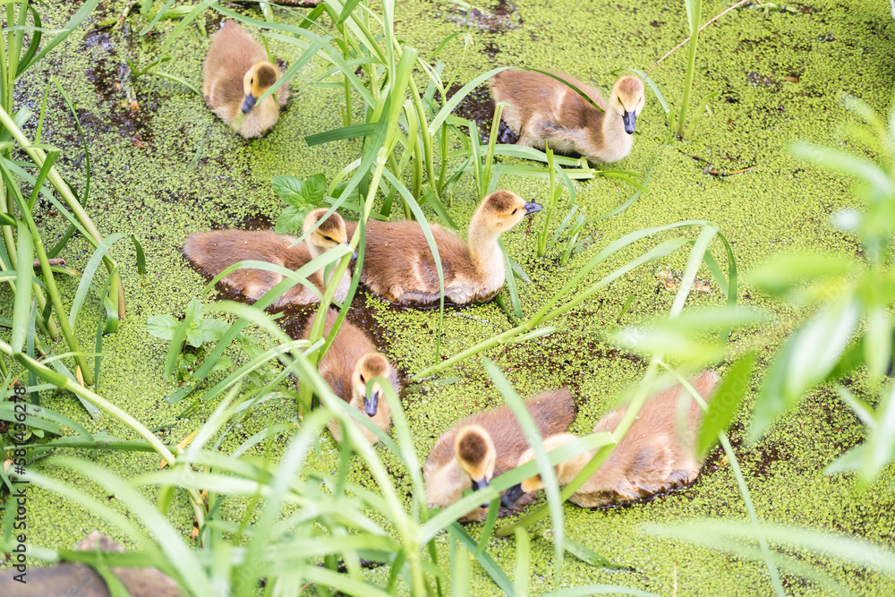 Obraz premium A group of ducklings swimming on a lake or pond surrounded by green grass and plants in Figgate Park in Edinburgh, Scotland.