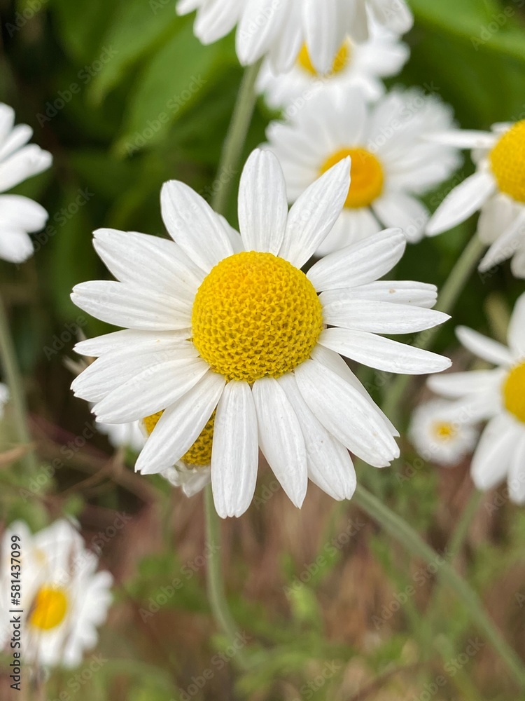 Obraz premium daisy flower