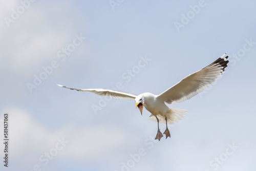 seagull flies and screams wide open beak