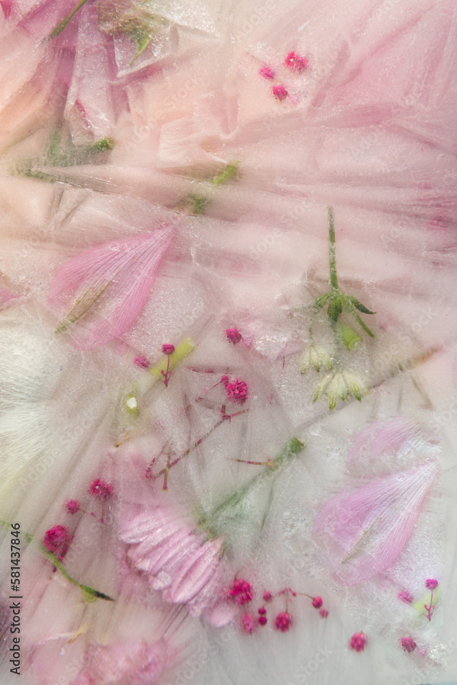 abstract background of frozen flowers and pink petals abstract background of frozen flowers and pink petals