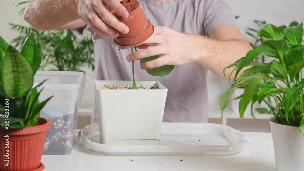 Transplanting eucharis from a small pot to a large one. A man pulls a houseplant out of an old pot. Spring gardening. Transplanting eucharis from a small pot to a large one. A man pulls a houseplant out of an old pot. Spring gardening.