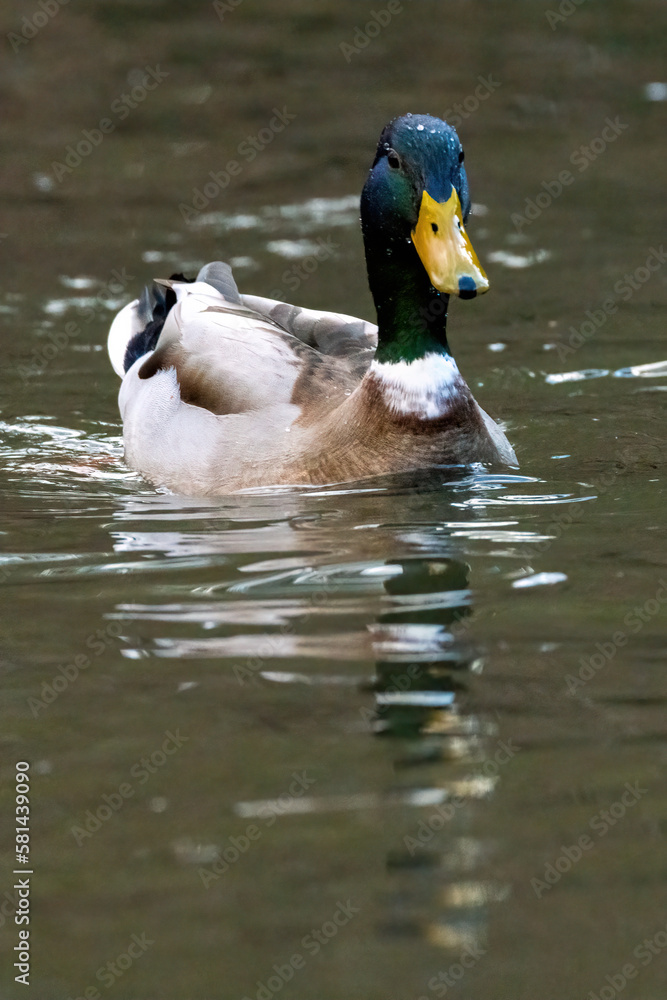 Duck swimming in the water in the river Duck swimming in the water in the river