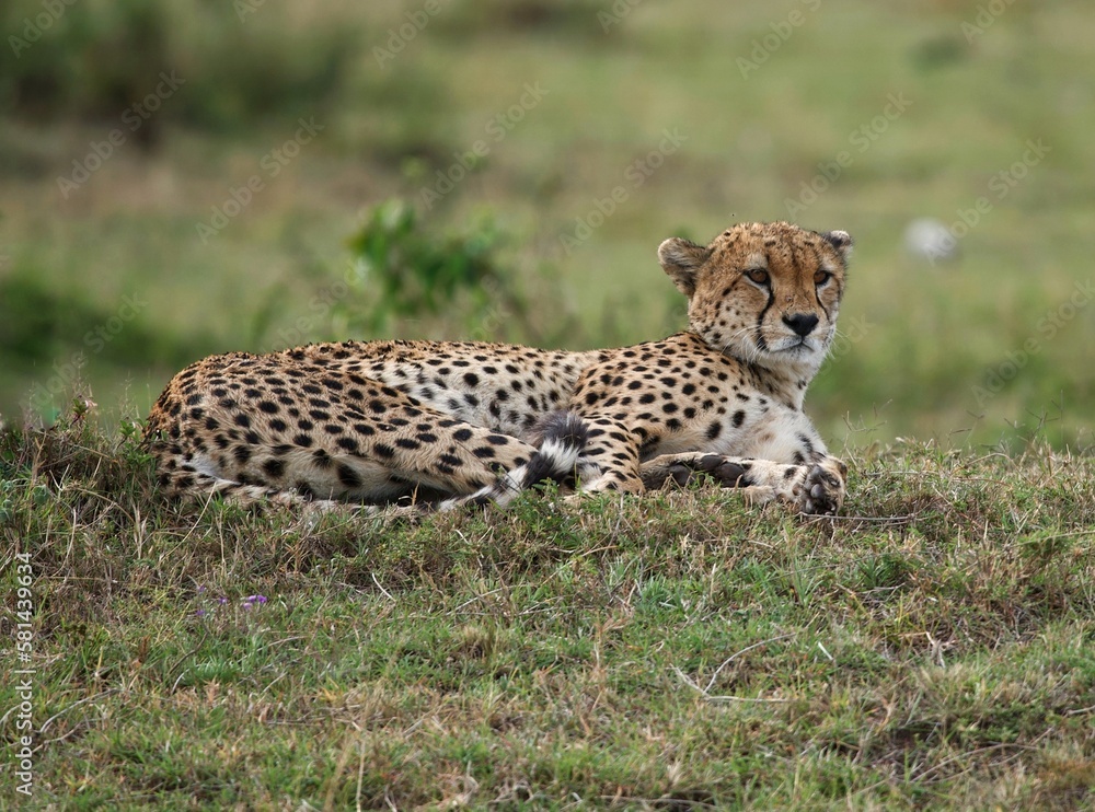 cheetah in the grass cheetah in the grass