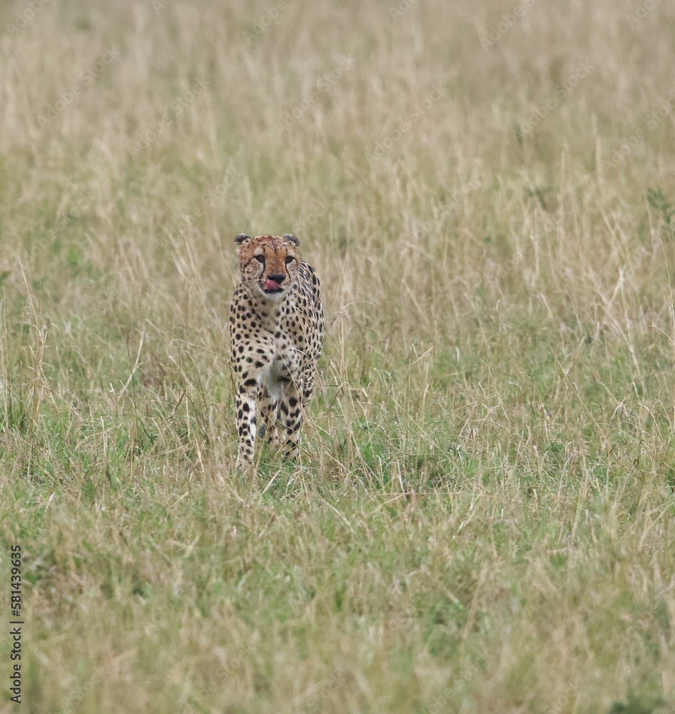 Naklejka premium cheetah in serengeti