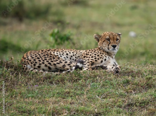 cheetah in the grass