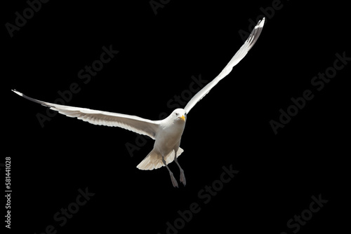 white bird flying isolated on black