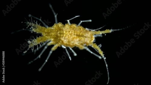 Sea Isopoda superfamily Janiroidea under the microscope, Asellota Suborder. Possibly the family Santiidae. They live on the bottom or on corals. Red sea photo