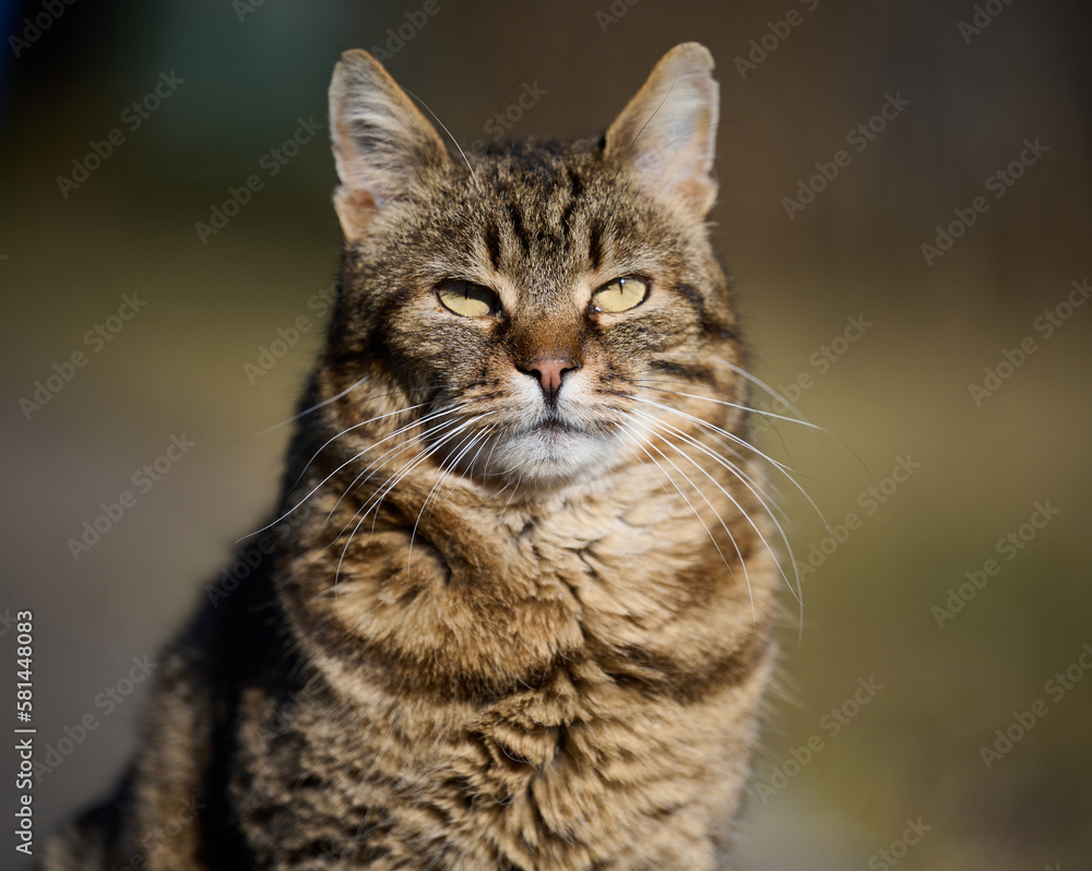 An adult street cat is relaxing in nature on a sunny day