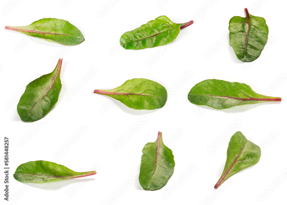 Different variations of chard salad leaves isolated on a white background Different variations of chard salad leaves isolated on a white background