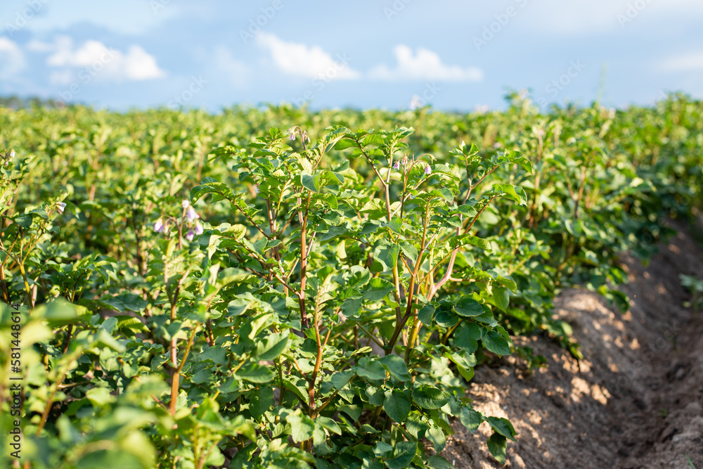 Close up shot of potato growing in agricultural field. Bright fresh potato plants lit by rays of setting sun Close up shot of potato growing in agricultural field. Bright fresh potato plants lit by rays of setting sun