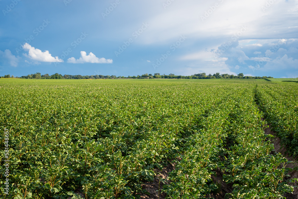 Landscape of potato field. Bright photo of potato plants in agricultural field Landscape of potato field. Bright photo of potato plants in agricultural field