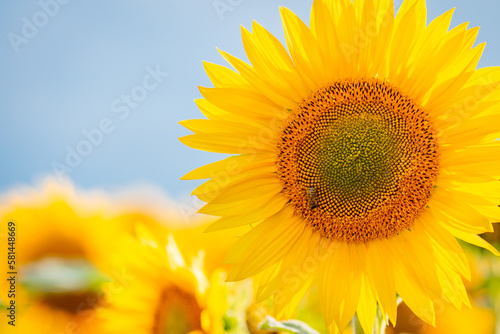 Close up shot with copy space of blooming sunflowers against blue sky. Bright sunflowers in the field