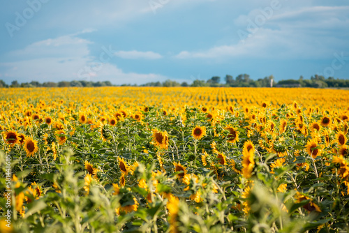 Agricultural field of blooming sunflowers in countryside. Landscape of sunflowers in the evening
