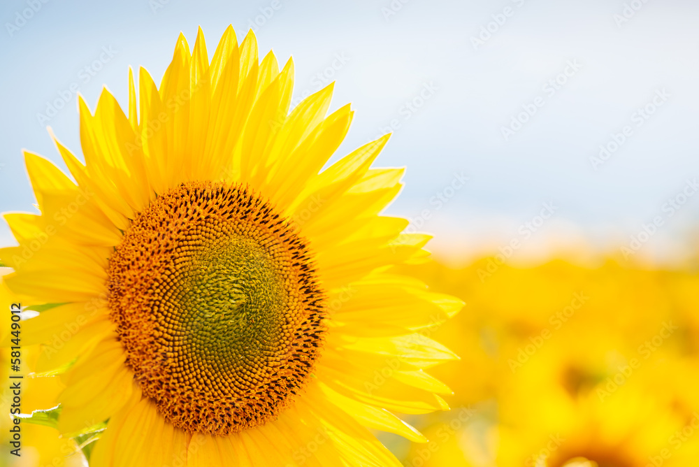 Obraz premium Bright blooming sunflower in agricultural field. Vibrant photo of agricultural field of sunflowers in Summer, one sunflower higher others, selective focus