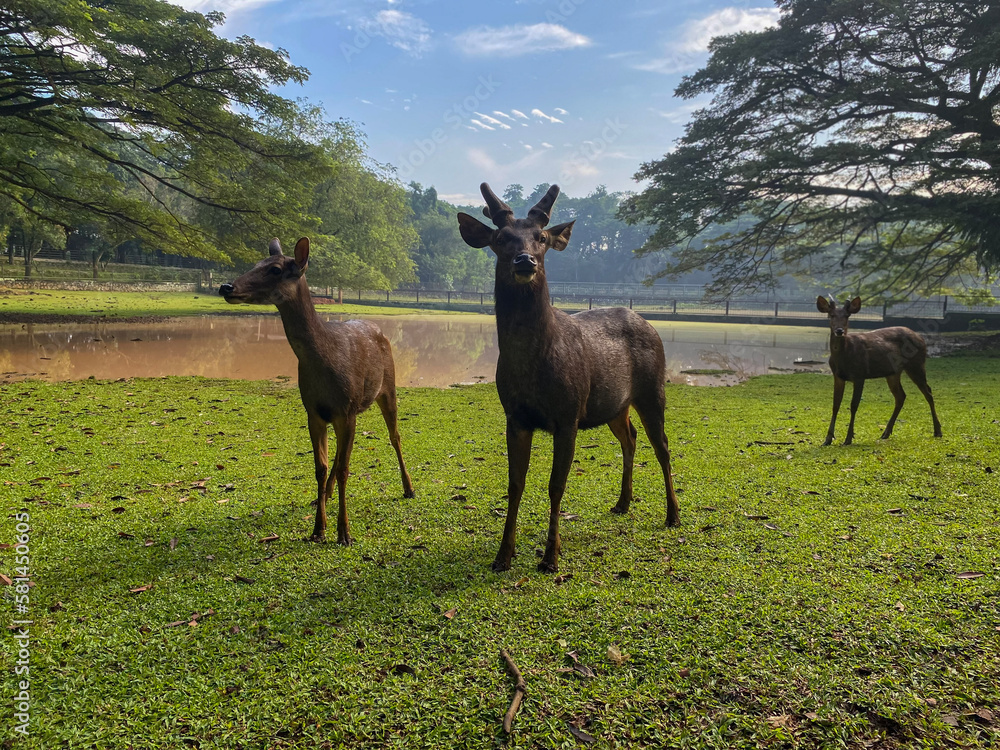 Closed up a group of sambar deer at greenery grass area. Closed up a group of sambar deer at greenery grass area.