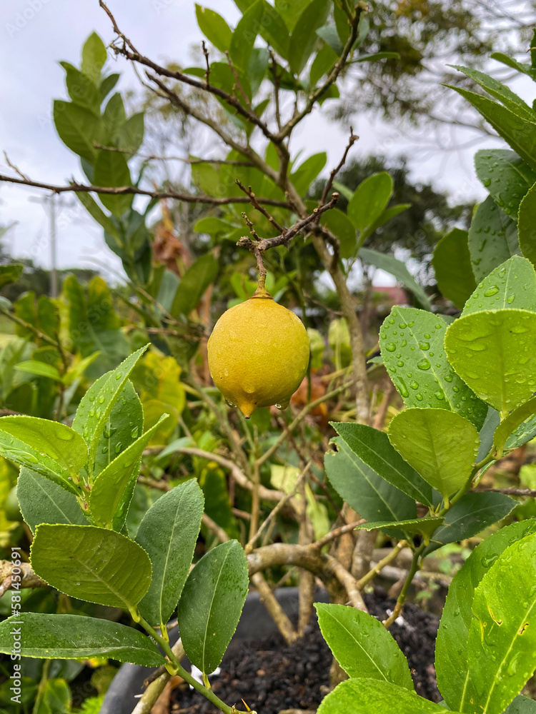 Lemon fruit tree in a pot at garden